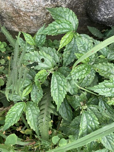 Elatostema cyrtandrifolium, photographed by 張家瑜