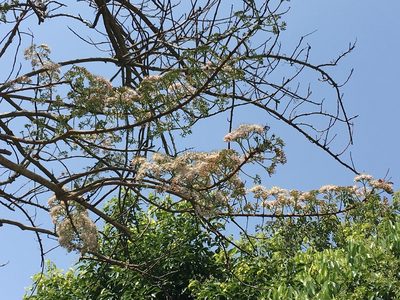 Ehretia longiflora, photographed by Yj