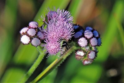Barrosoa candolleana, photographed by Hugo Hulsberg