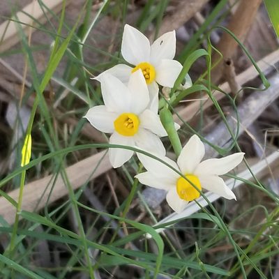 Narcissus tazetta, photographed by Hila Taylor