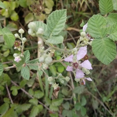 Rubus creticus, photographed by Hila Taylor