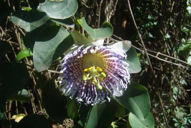 Passiflora actinia, photographed by Lucas Kaminski