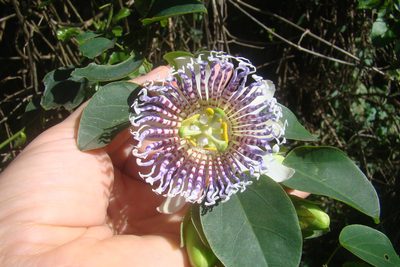 Passiflora actinia, photographed by Lucas Kaminski