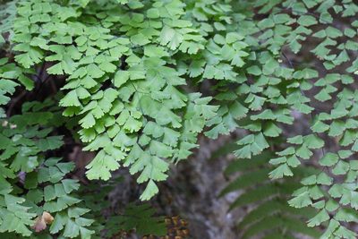 Adiantum tenerum, photographed by Agnes Trekker