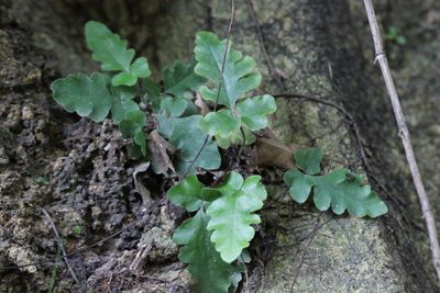 Tectaria zeilanica, photographed by Agnes Trekker