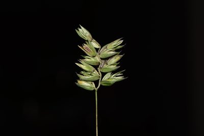 Coix lacryma-jobi, photographed by S.MORE