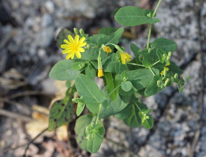 Crepidiastrum denticulatum, photographed by Agnes Trekker