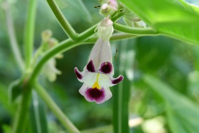 Martynia annua, photographed by adel-fridus