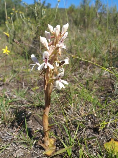 Satyrium longicolle, photographed by kevin koen