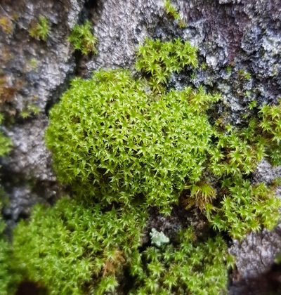 Zygodon viridissimus, photographed by Helen Waterman