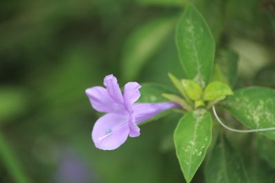 Barleria cristata, photographed by Haneesh K M