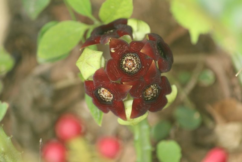 Boucerosia crenulata, photographed by Haneesh K M