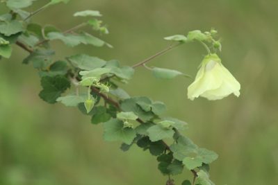 Hibiscus vitifolius, photographed by Haneesh K M