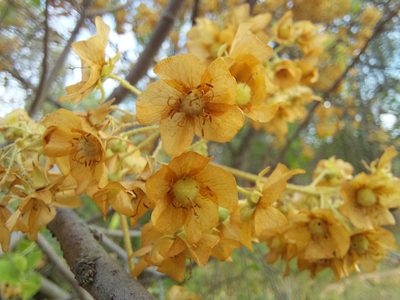 Dombeya rotundifolia, photographed by Manuel R Popp