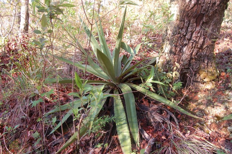 Furcraea guatemalensis, photographed by Neptalí Ramírez Marcial