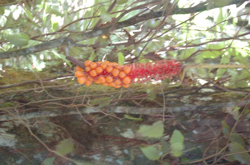 Anthurium cerrobaulense, photographed by Neptalí Ramírez Marcial