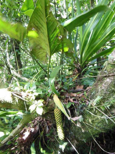 Anthurium cerrobaulense, photographed by Neptalí Ramírez Marcial