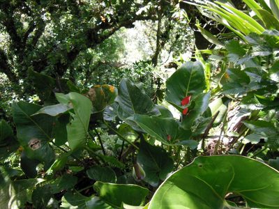 Anthurium cerrobaulense, photographed by Neptalí Ramírez Marcial