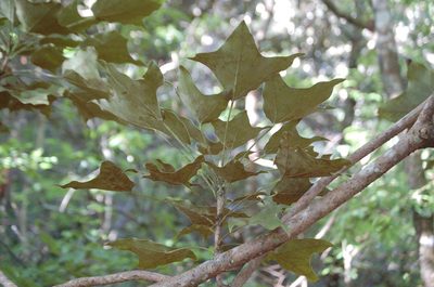 Oreopanax sanderianus, photographed by Neptalí Ramírez Marcial