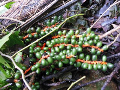 Chamaedorea costaricana, photographed by Neptalí Ramírez Marcial