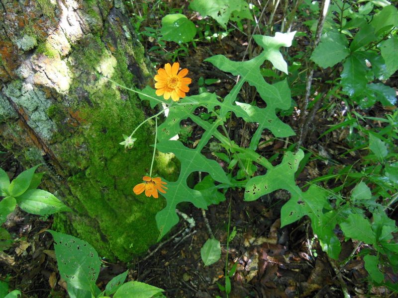Smallanthus oaxacanus, photographed by Neptalí Ramírez Marcial