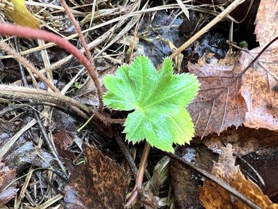 Alchemilla micans, photographed by Pavel Masalov