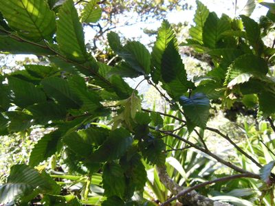 Carpinus tropicalis, photographed by Neptalí Ramírez Marcial