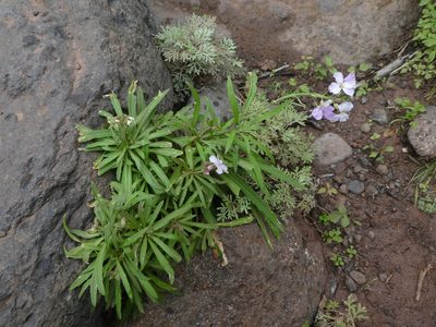 Erysimum virescens, photographed by gwynmwilliams