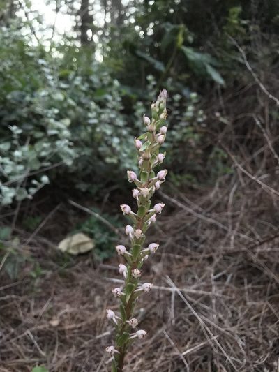 Satyrium ligulatum, photographed by Ren Hoekstra
