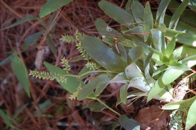 Catopsis sessiliflora, photographed by Neptalí Ramírez Marcial