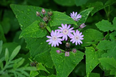Pericallis echinata, photographed by gwynmwilliams