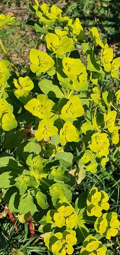 Euphorbia cossoniana, photographed by Mehdi Chetibi
