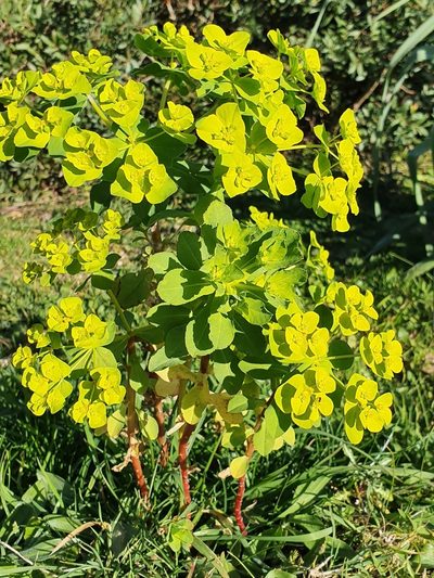 Euphorbia cossoniana, photographed by Mehdi Chetibi