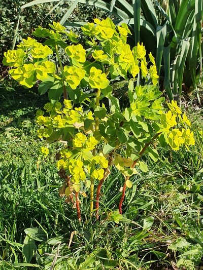 Euphorbia cossoniana, photographed by Mehdi Chetibi