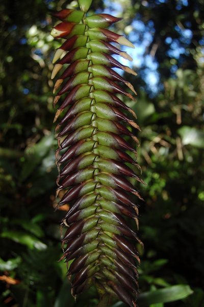 Werauhia pycnantha, photographed by Neptalí Ramírez Marcial