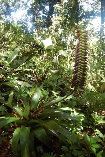 Werauhia pycnantha, photographed by Neptalí Ramírez Marcial