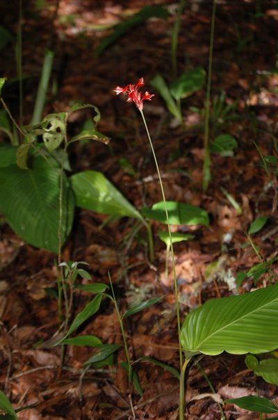 Goeppertia coccinea, photographed by Neptalí Ramírez Marcial