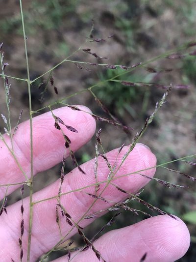 Eragrostis curtipedicellata, photographed by Sam Kieschnick