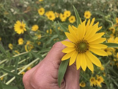Helianthus maximiliani, photographed by jim isleib