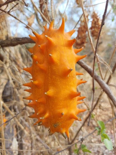 Cucumis metuliferus, photographed by Manuel R Popp