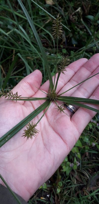 Cyperus hermaphroditus, photographed by Juan Carlos Caicedo Hernández