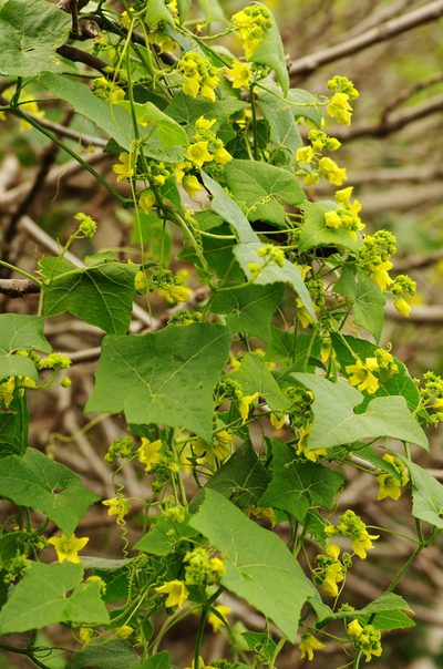 Bryonia verrucosa, photographed by gwynmwilliams