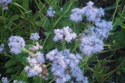 Conoclinium betonicifolium, photographed by Center for Urban Ecology