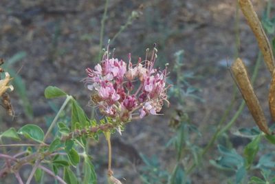 Cleome dodecandra, photographed by Center for Urban Ecology