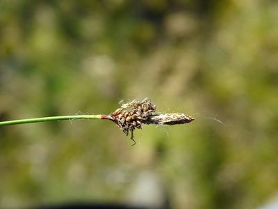 Carex caryophyllea, photographed by Grzegorz Grzejszczak
