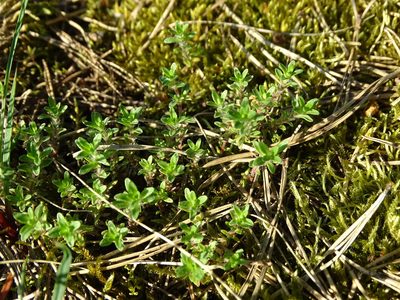 Thymus serpyllum, photographed by Grzegorz Grzejszczak