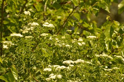 Sambucus australis, photographed by Andrea Gantzer