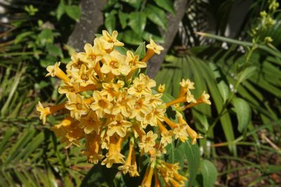 Cestrum aurantiacum, photographed by Center for Urban Ecology