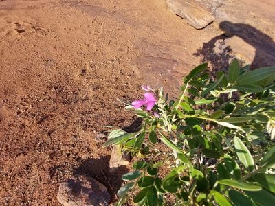 Mundulea sericea, photographed by Manuel R Popp