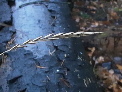 Elymus repens, photographed by Ivan Celikov